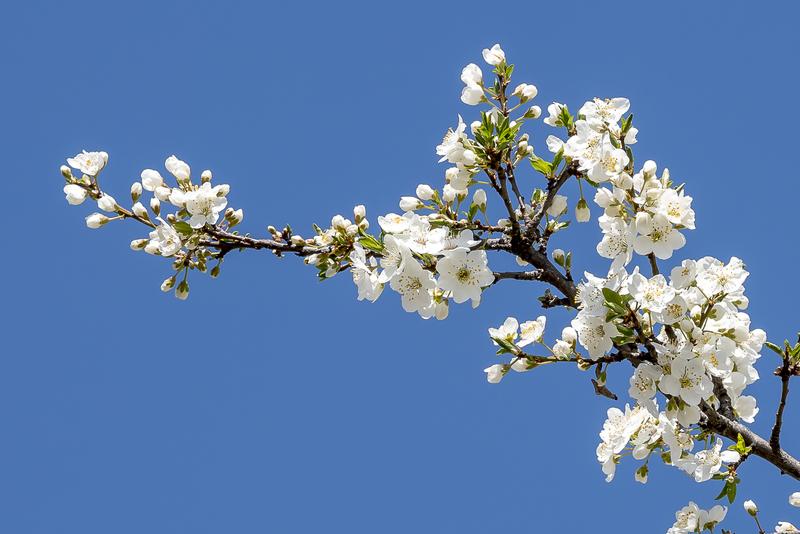fleur arbre au printemps